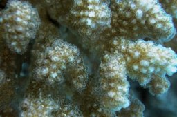 20000627_Shaab_Sharm_0068